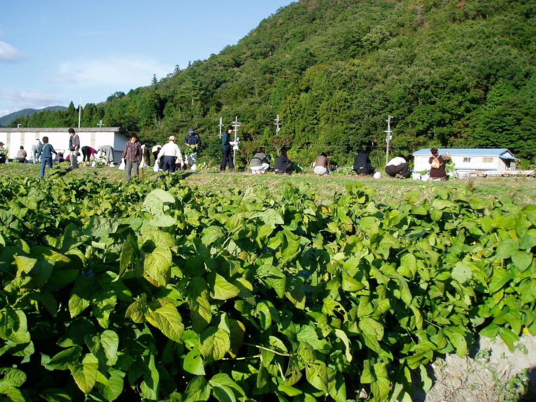 10月出発までは、黒枝豆2株狩り