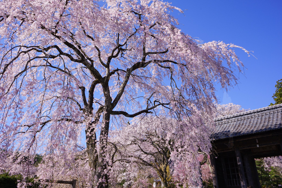 光前寺しだれ桜