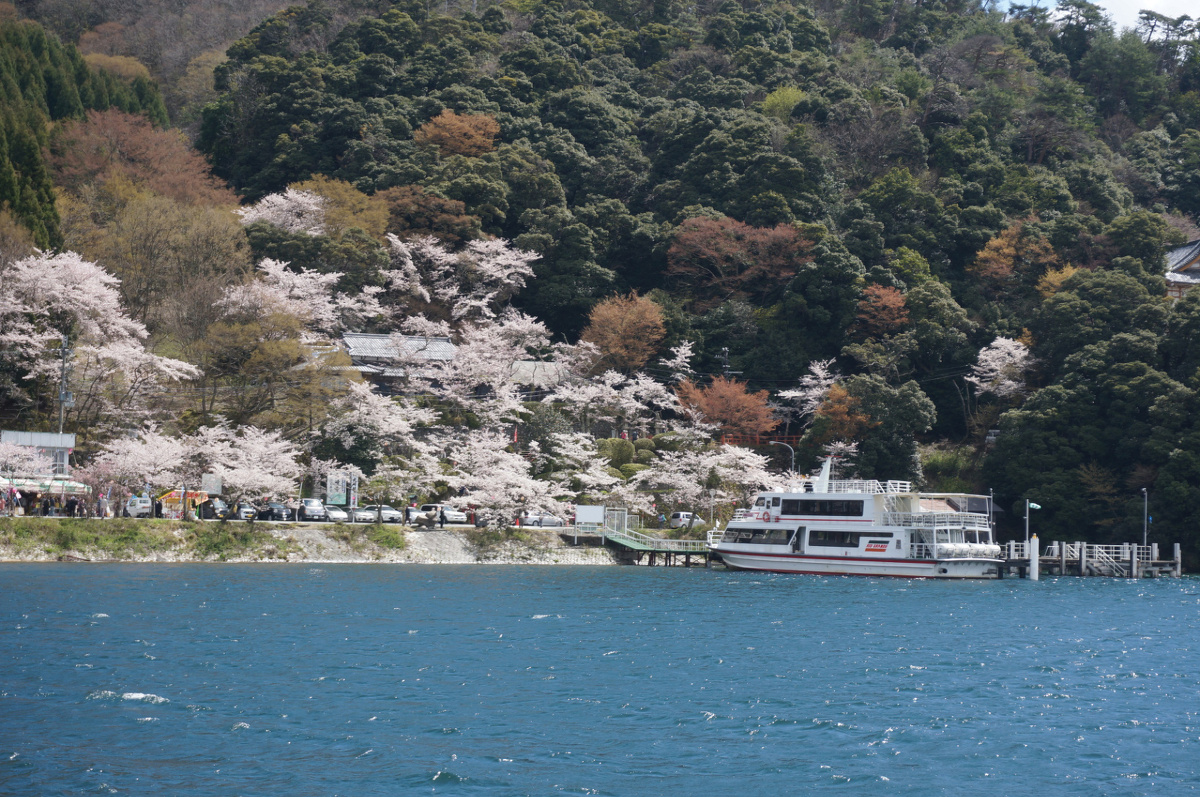 海津大崎の桜（ｲﾒｰｼﾞ）