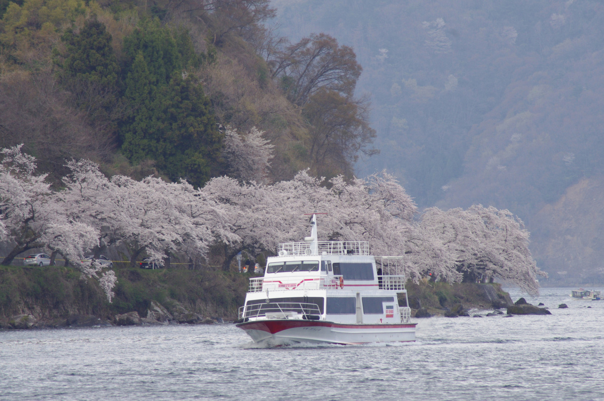 海津大崎 桜クルーズ（ｲﾒｰｼﾞ）