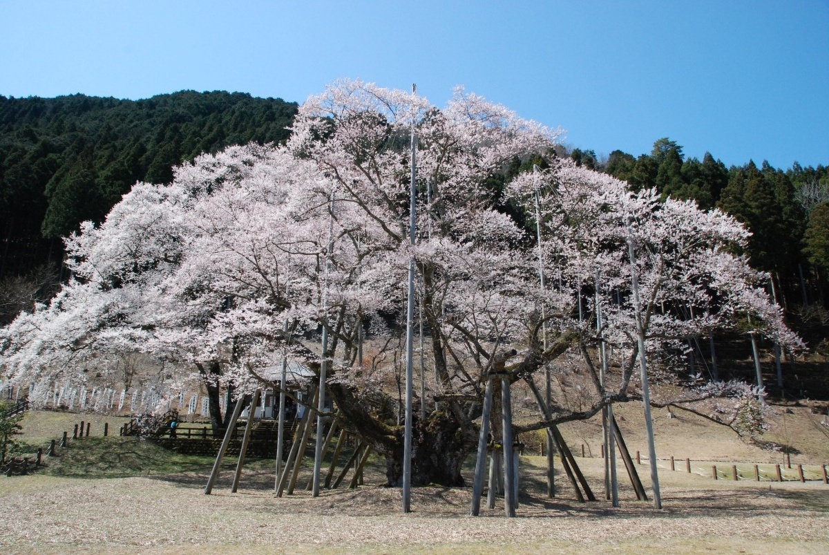 ４月出発「根尾淡墨桜」