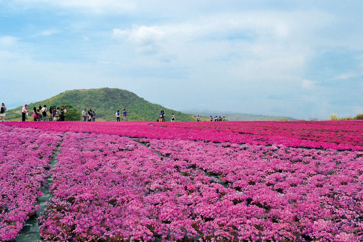 茶臼山高原 芝桜（ｲﾒｰｼﾞ）