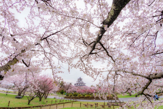 豊公園の桜（ｲﾒｰｼﾞ）